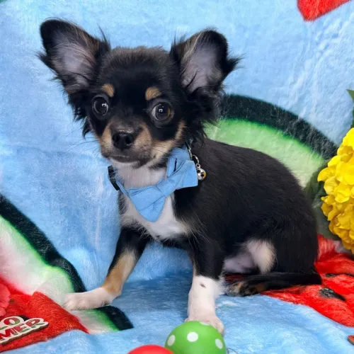 Chihuahua/ Energia Pura