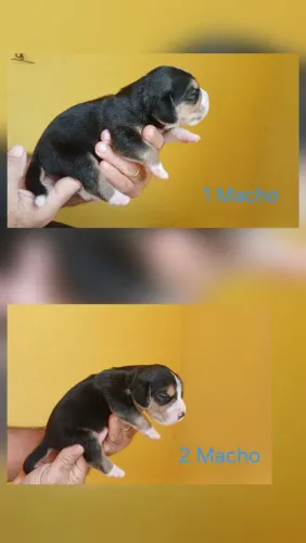 Linda filhotes Beagles! Todos saudáveis e com muita energia pra brincar.