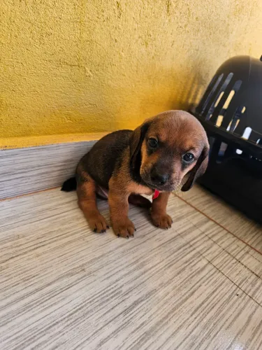 FILHOTE CACHORRO SALSICHA Dachshund MACHO