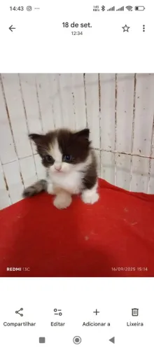 Munchkin patas curtas 