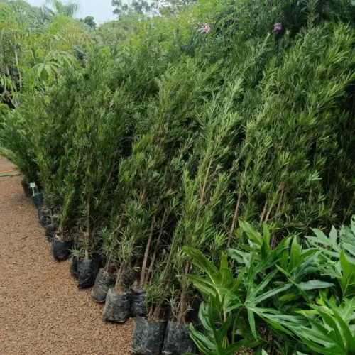 Mudas de podocarpos ideal para cerca viva e paisagismo