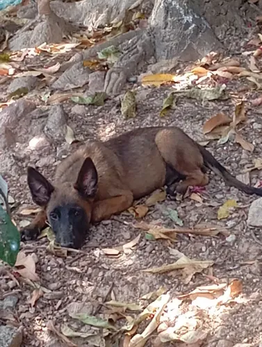 Malinois fêmea 1200$ puro pae e mãe no local