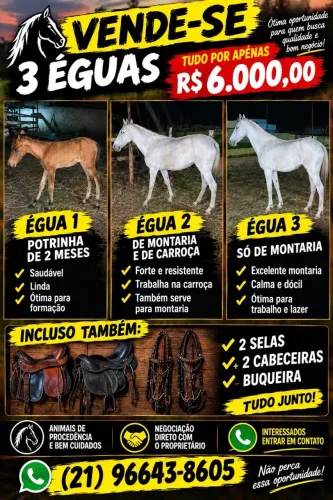 Vendo égua