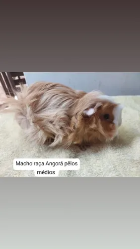 Porquinho da india Raça Angorá 