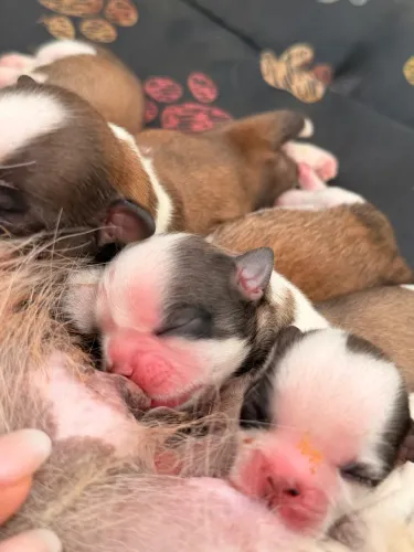 Shih Tzu