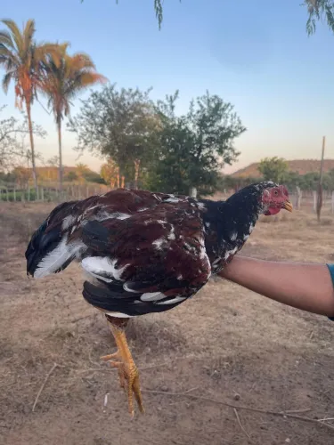 Galo Galinha Pinto GSB Balão 