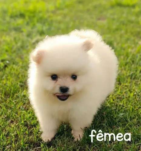 Lulu bem branquinha