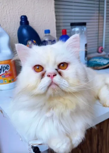 Vende se gato Persa