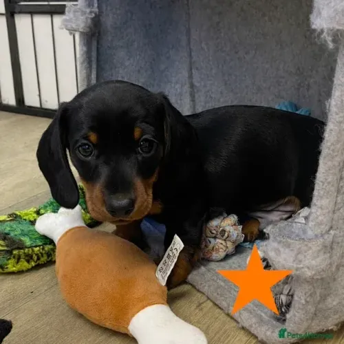Baby Macho e Fêmea com Garantias Teckel/Dachshund/Salsicha/Salsichinha/Basset/Cofap SP
