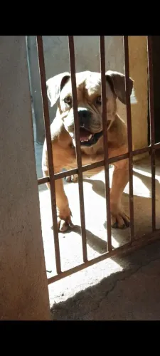 American Bully exótica fêmea