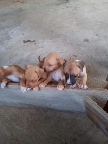 Pitbull 150 