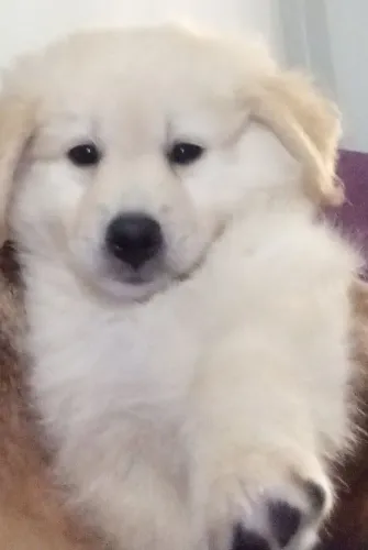 Cachorro Golden Retriever