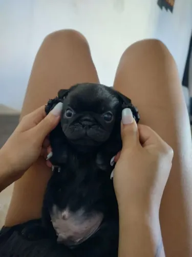 Filhote pug