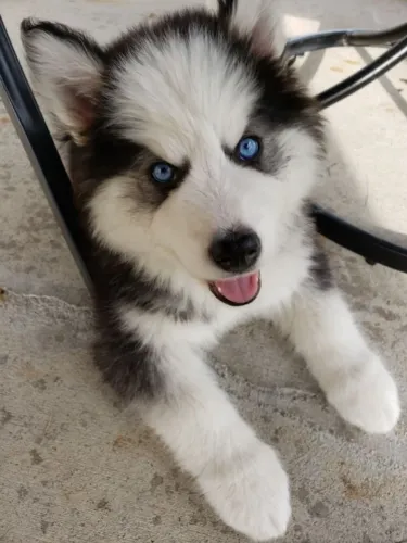 HUSKY Beleza e inteligência reunidas.
