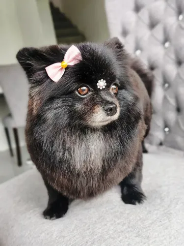 LULU DA POMERÂNIA / SPITZ ALEMÃO FÊMEA (1 ANO)Aceito Cartão,