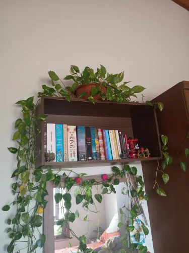 DESAPEGO Planta Jibóia Gigante