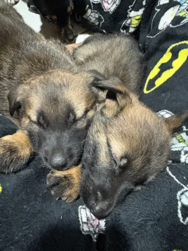 Vendo filhotes de Pastor Malinois