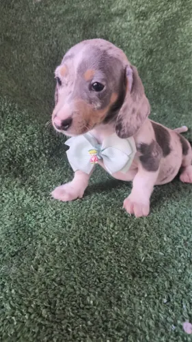 Basset filhotes