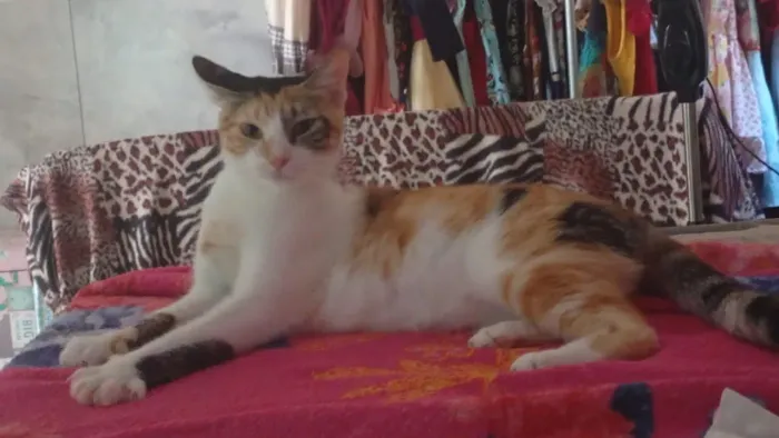 Gata castrada para adoção 