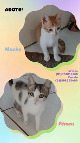Gatinhos para adoção