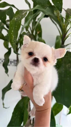 chihuahua Creme e Branco Está a Venda