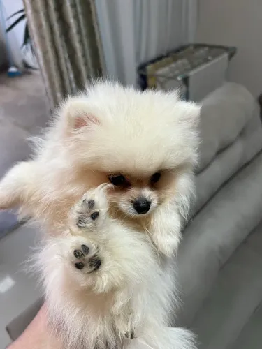 Cachorro