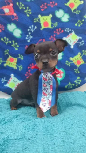 Pinscher