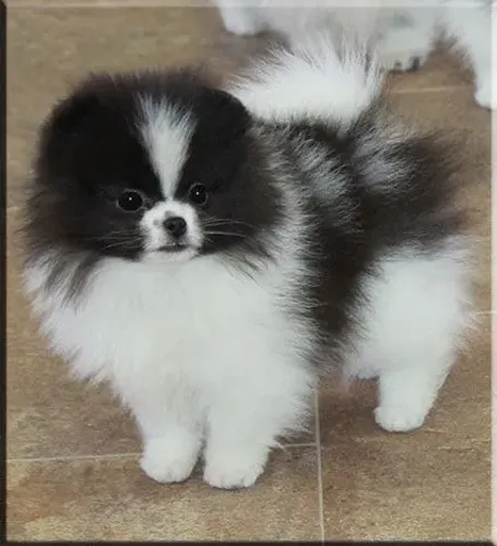 Filhote de Spitz Alemão O Floquinho Que Vai Fazer Parte da Sua Família