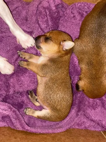 Pinscher 1