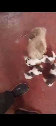 Cachorro 