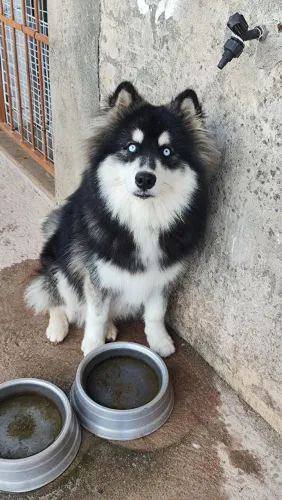 Husky 7 meses - C/ Pedigreee