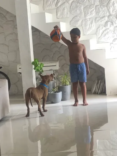 Pitbull mosnter