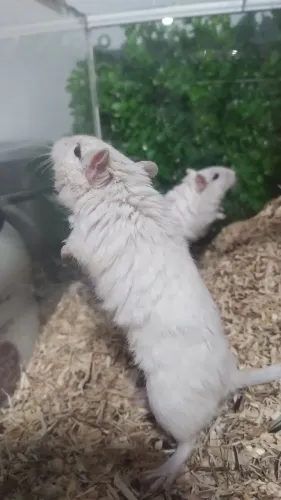 Vendo dois esquilo da MONGÓLIA 