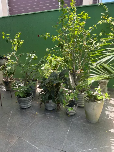 Belas Plantas e Jarros, Vasos pra fazer ou completar seu jardim?