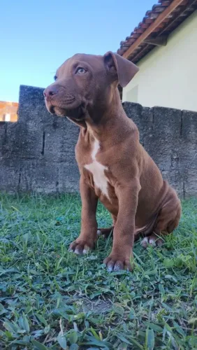 APBT cão filhote 