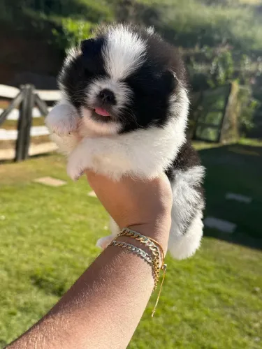 Spitz alemão