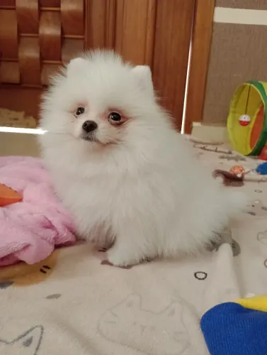 Spitz alemão anão, macho com pedigree entregamos abc e Sp em 10x no Cartão.