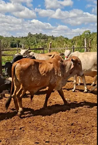 Novilho gir leiteiro 