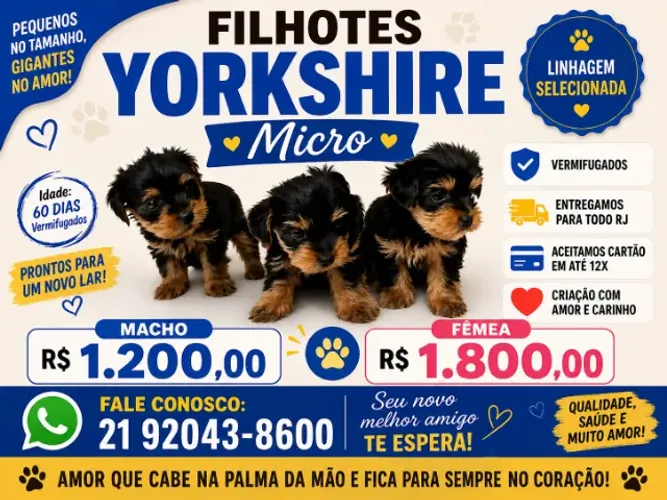 Yorkshire micro raça pura macho e femea lindos