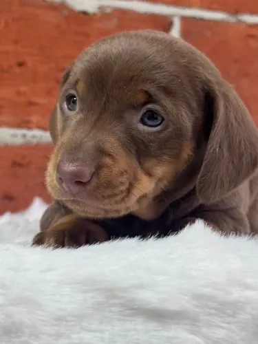 Dachshund na cor chocolate lindo 