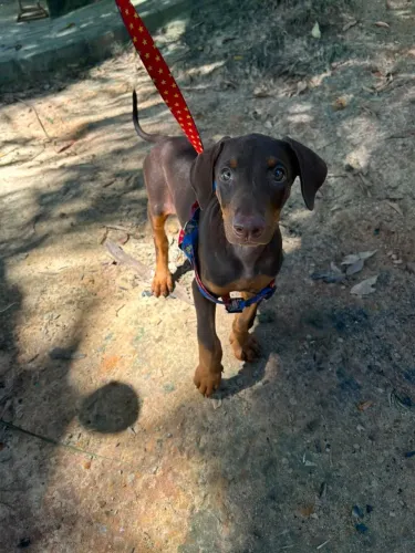 DOBERMAN 4 MESES