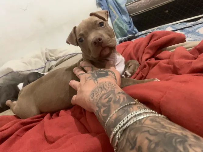 Filhote pitbull