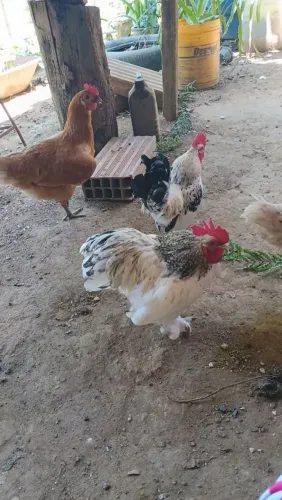 Vendo galinha garniz macho