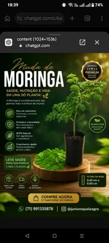 Mudas de Moringa Oleiferas