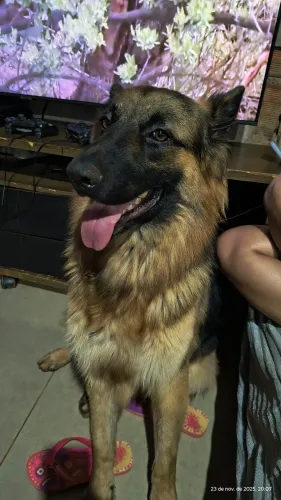 Cachorro pra cruzar