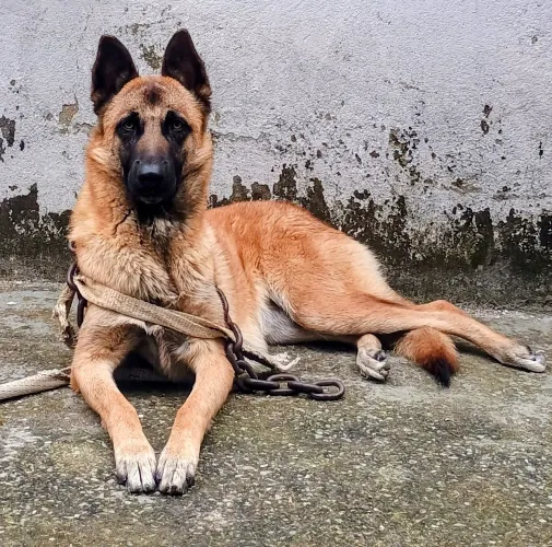 Pastor malinois