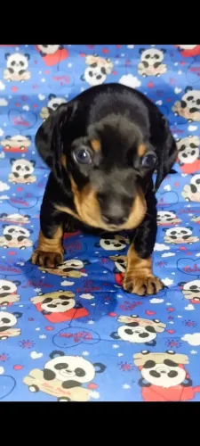 Filhote de Dachshund (Basset, Salsichinha)