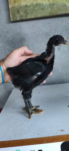 Gigante Negro de Jersey