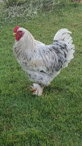 Agropecuária