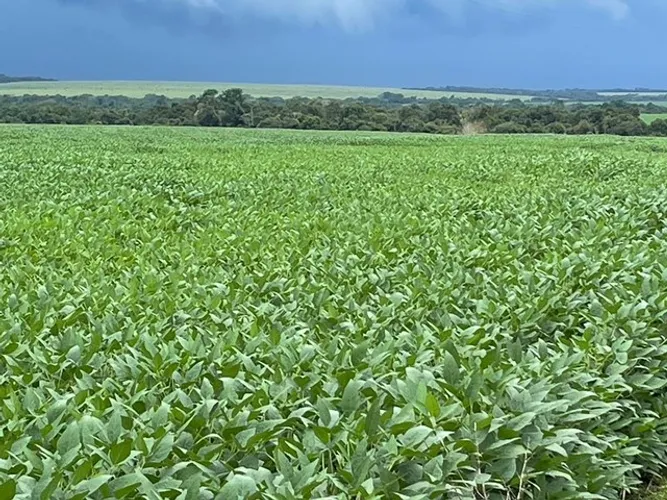 Fazenda 17.124 mil hectares em Tocantins-To 600 milhões